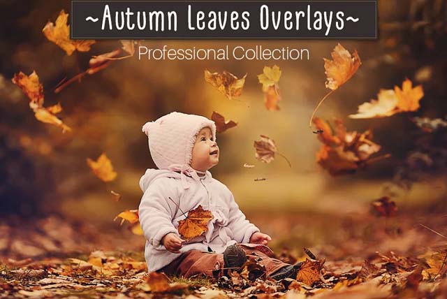 50 Autumn Leaves Overlays Pack Free Download