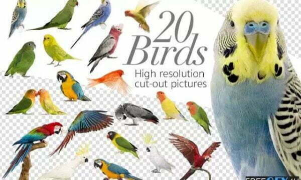 20 Birds Cut Out High Res Pictures in PNG Pack