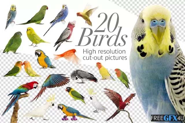 20 Birds Cut Out High Res Pictures in PNG Pack