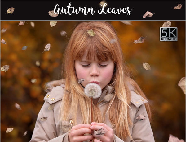 Autumn Leaves Png Overlay